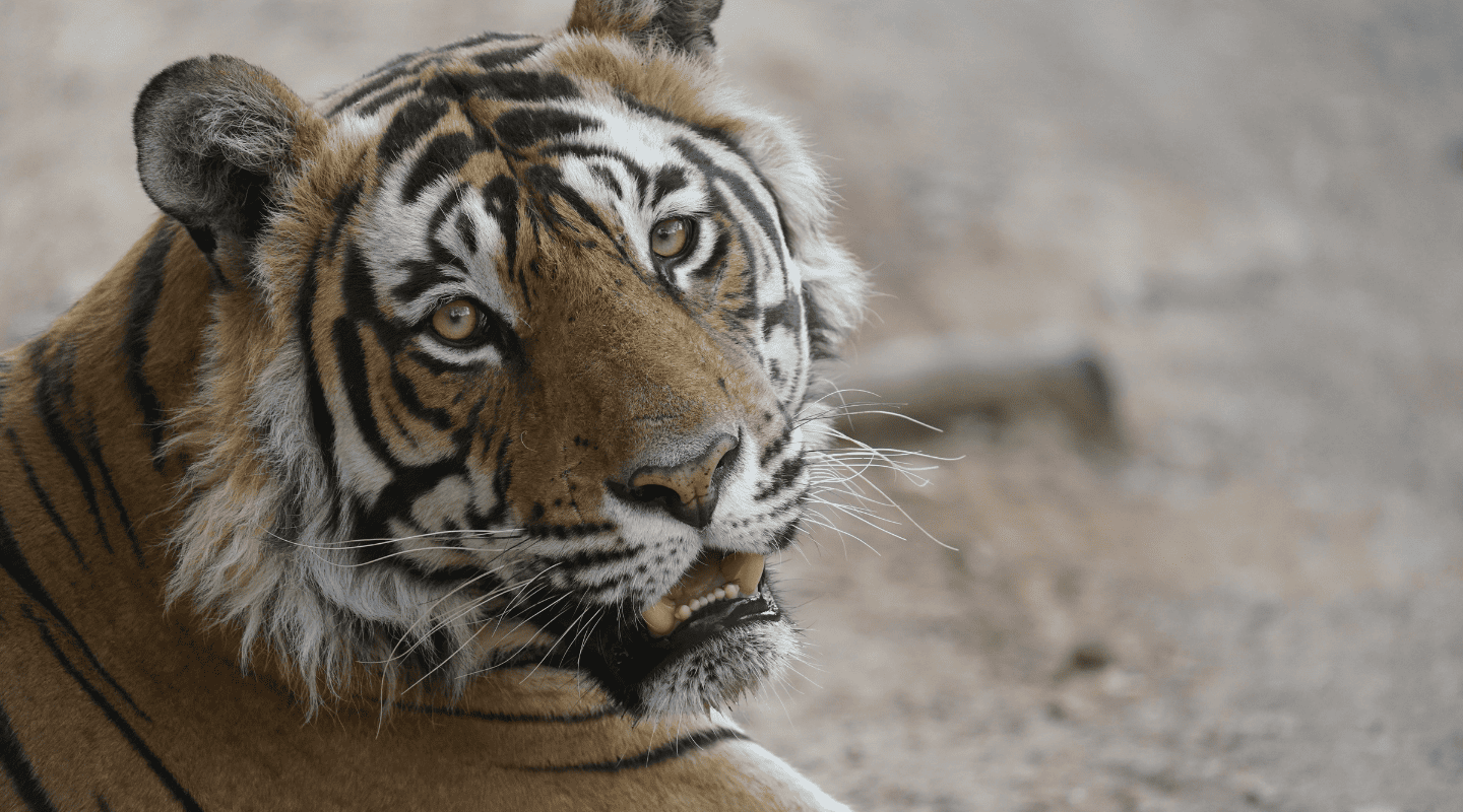 Viajar sola en grupo reducido India