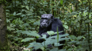 Uganda Viajar sola en grupo reducido