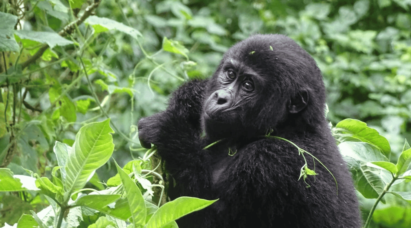 Uganda Viajar sola en grupo reducido